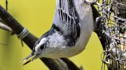 oiseau, citelle - journal des citoyens